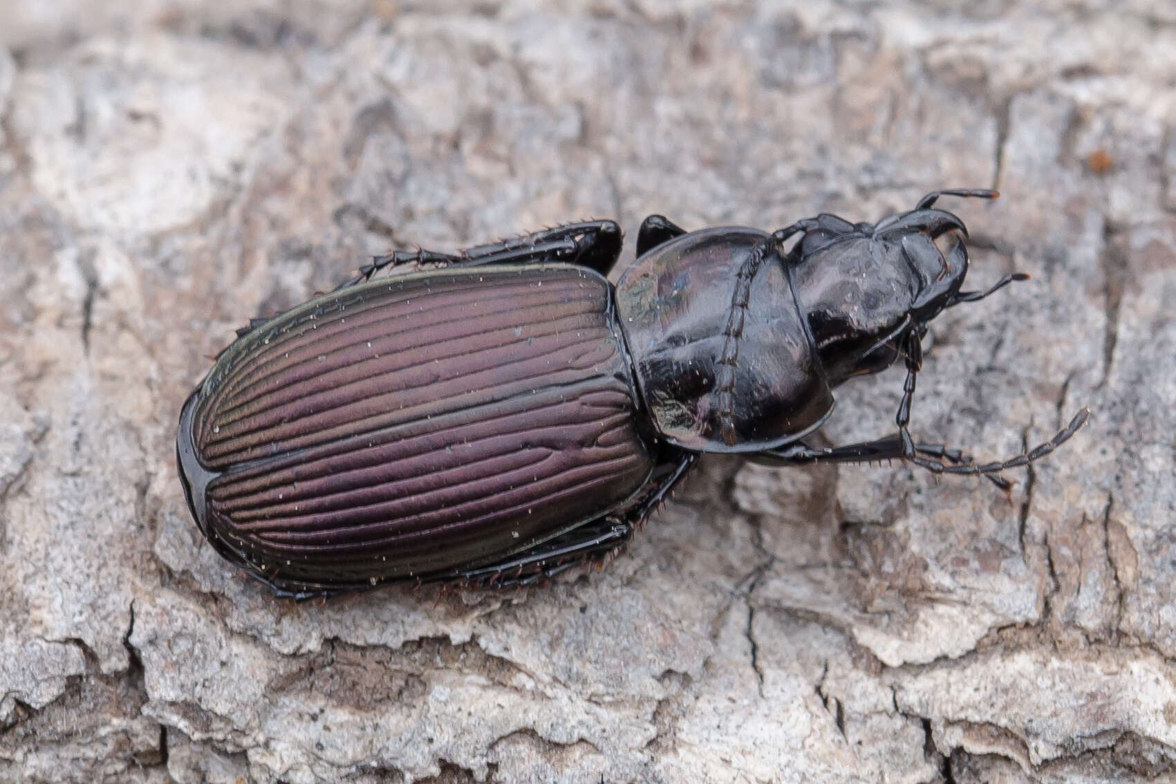 Plancia ëd Pterostichus (Eosteropus) mannerheimii (Dejean 1831)