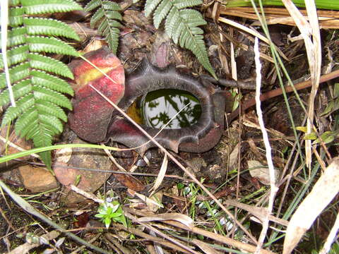 Image of Giant Malaysian Pitcher Plant