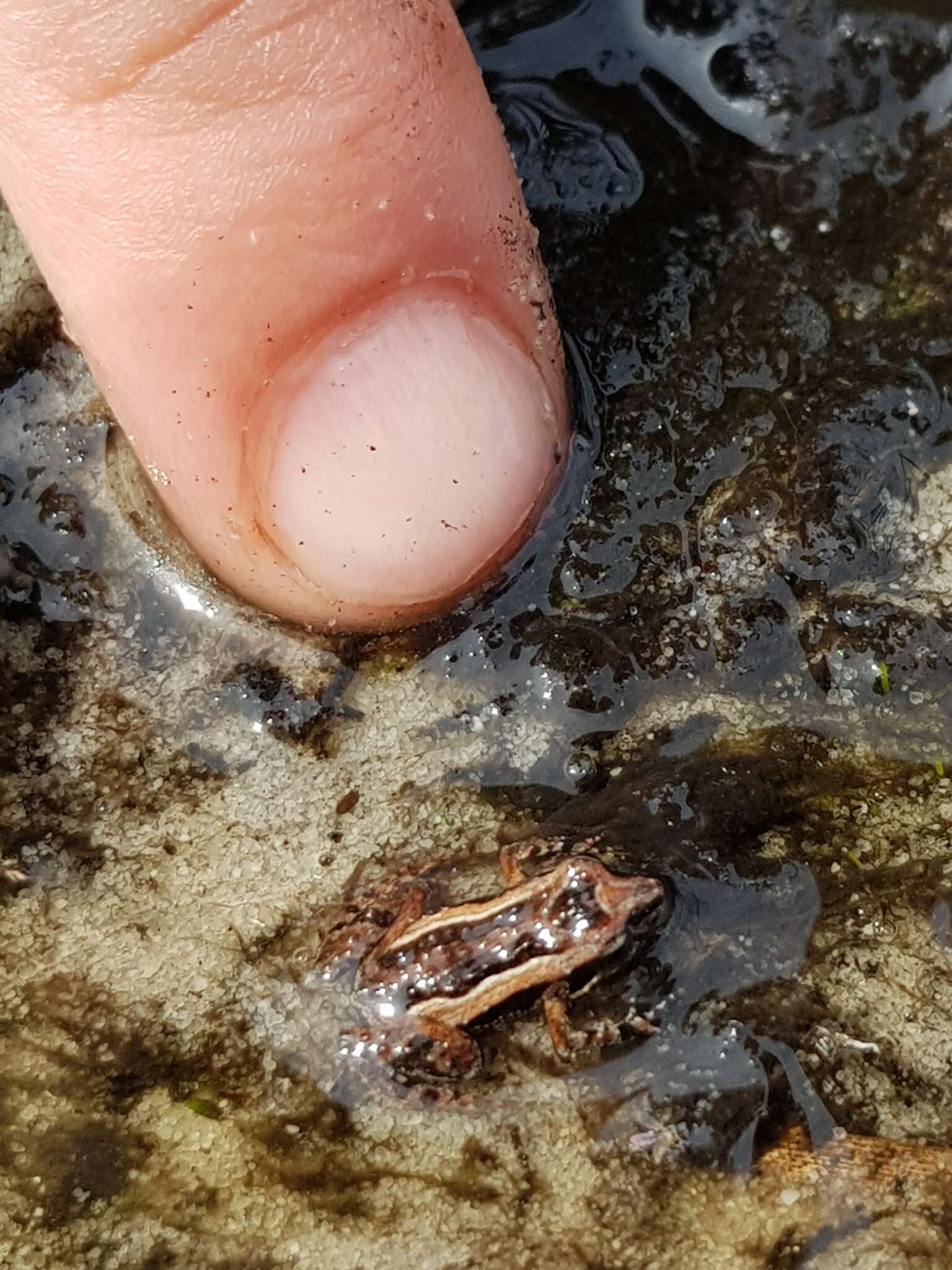 Image of Tinkling Froglet