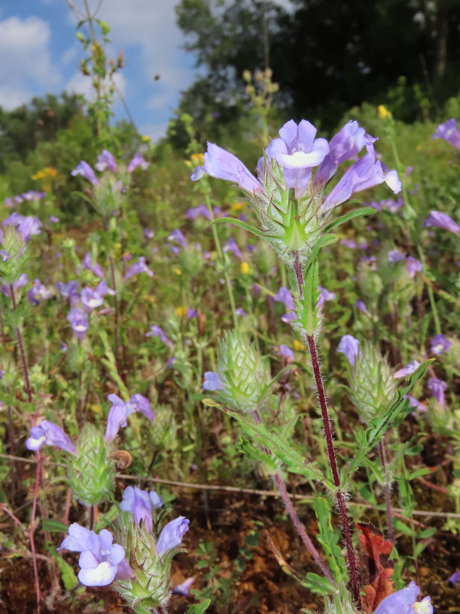 Image of Cleonia lusitanica (L.) L.