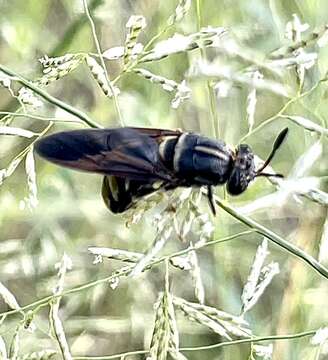 Image of Hermetia subpellucida James & Wirth 1967