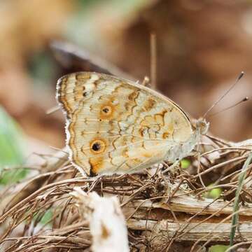 Image de Junonia orithya wallacei Distant 1883