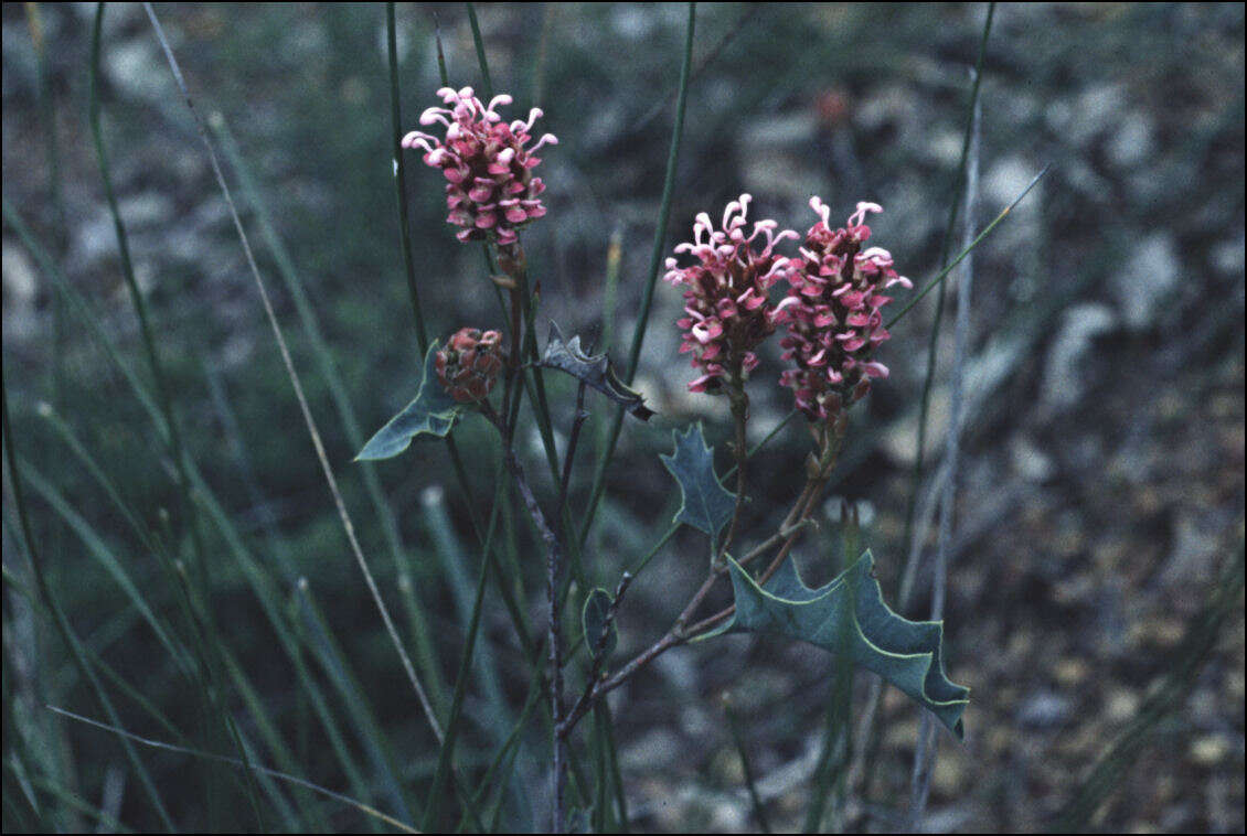 Image of Grevillea quercifolia R. Br.