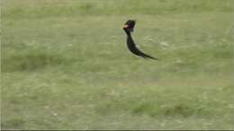 Image of Long-tailed Whydah