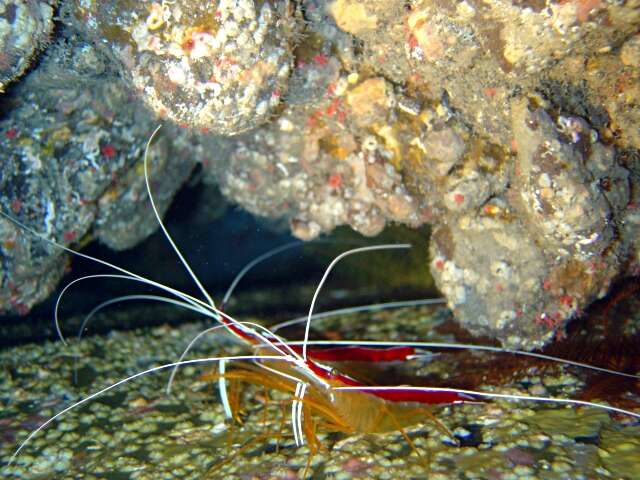 Image of red-backed cleaner shrimp