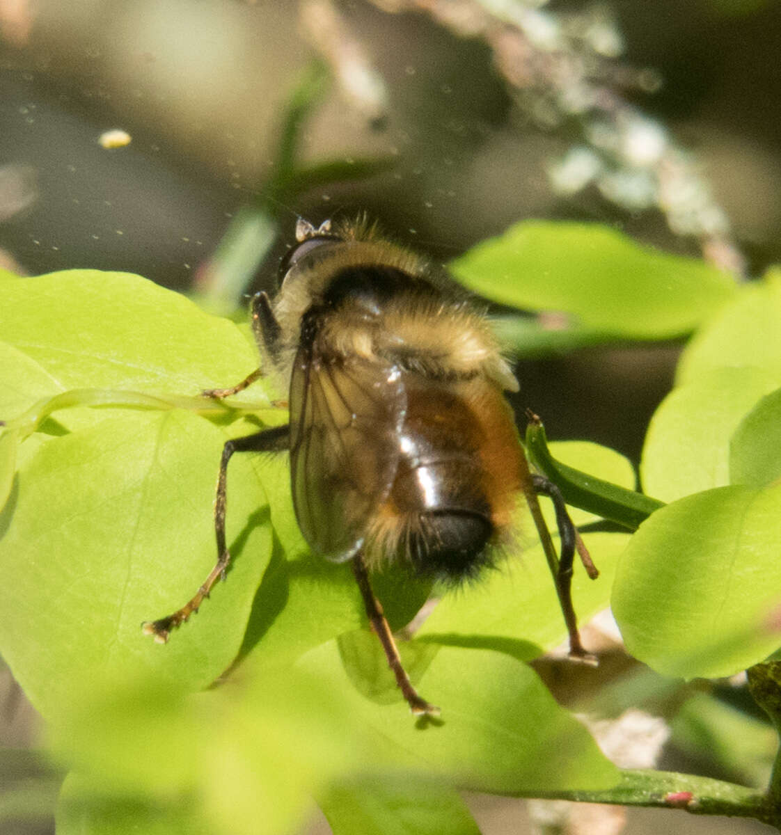 Image de Criorhina bubulcus (Walker 1849)