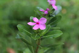 Image of Madagascar periwinkle