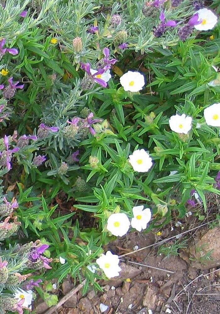 Imagem de Cistus monspeliensis L.