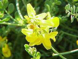 Plancia ëd Coronilla minima L.