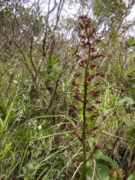 Image of Giant Malaysian Pitcher Plant