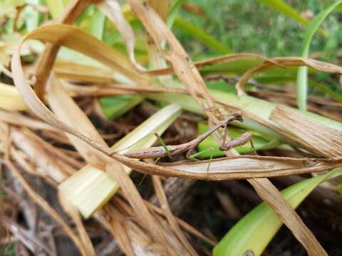 Image of Carolina Mantis