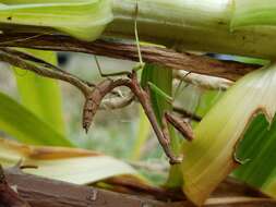 Image of Carolina Mantis