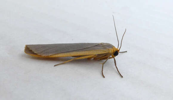 Image of common footman