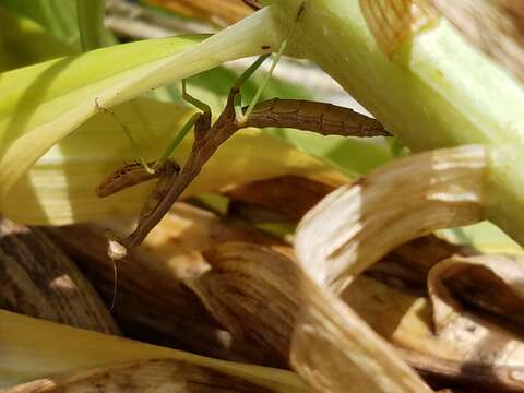 Image of Carolina Mantis