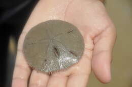 Image of Sand dollar