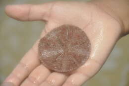 Image of Sand dollar