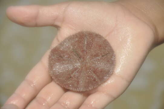 Image of Sand dollar