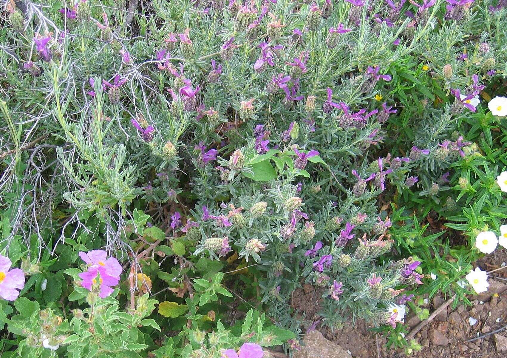 Image of French lavender