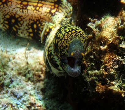 Image of Snowflake moray