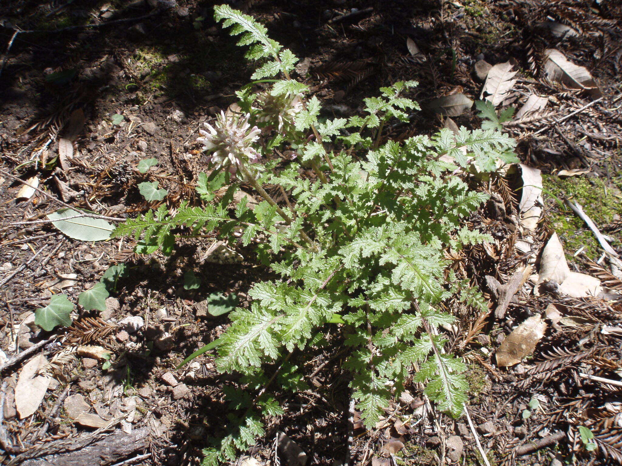 Image of Dudley's lousewort