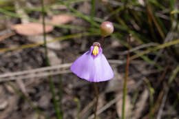 Image de Utricularia barkeri R. W. Jobson