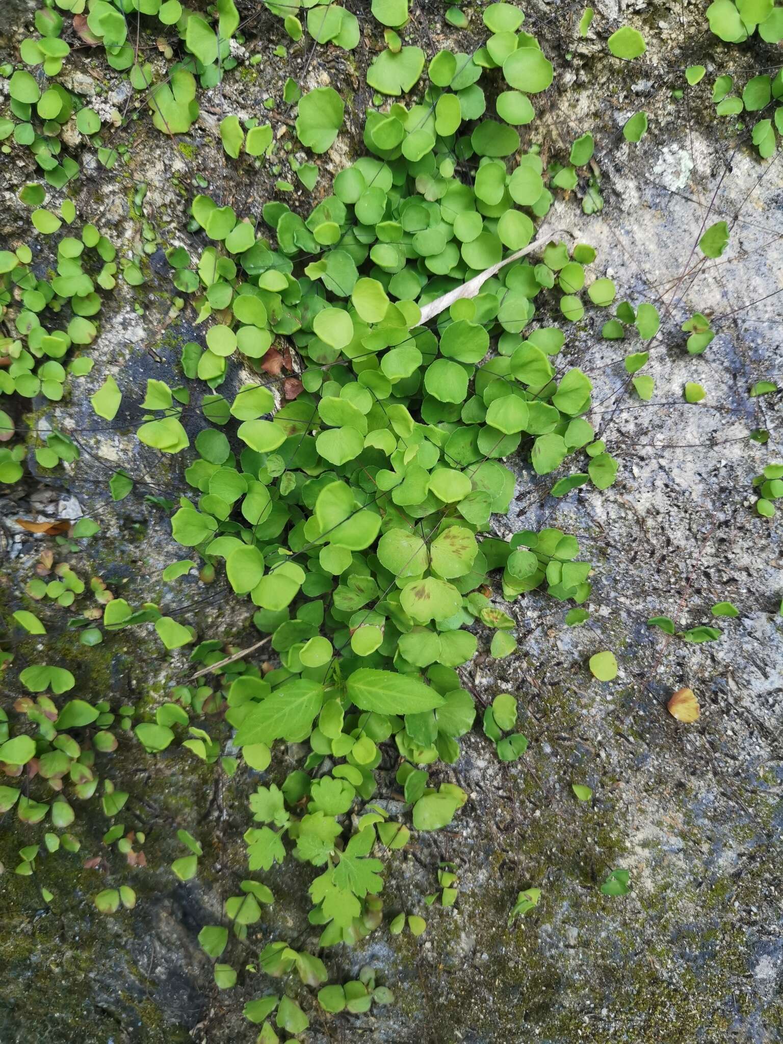 Image of Adiantum capillus-junonis Rupr.