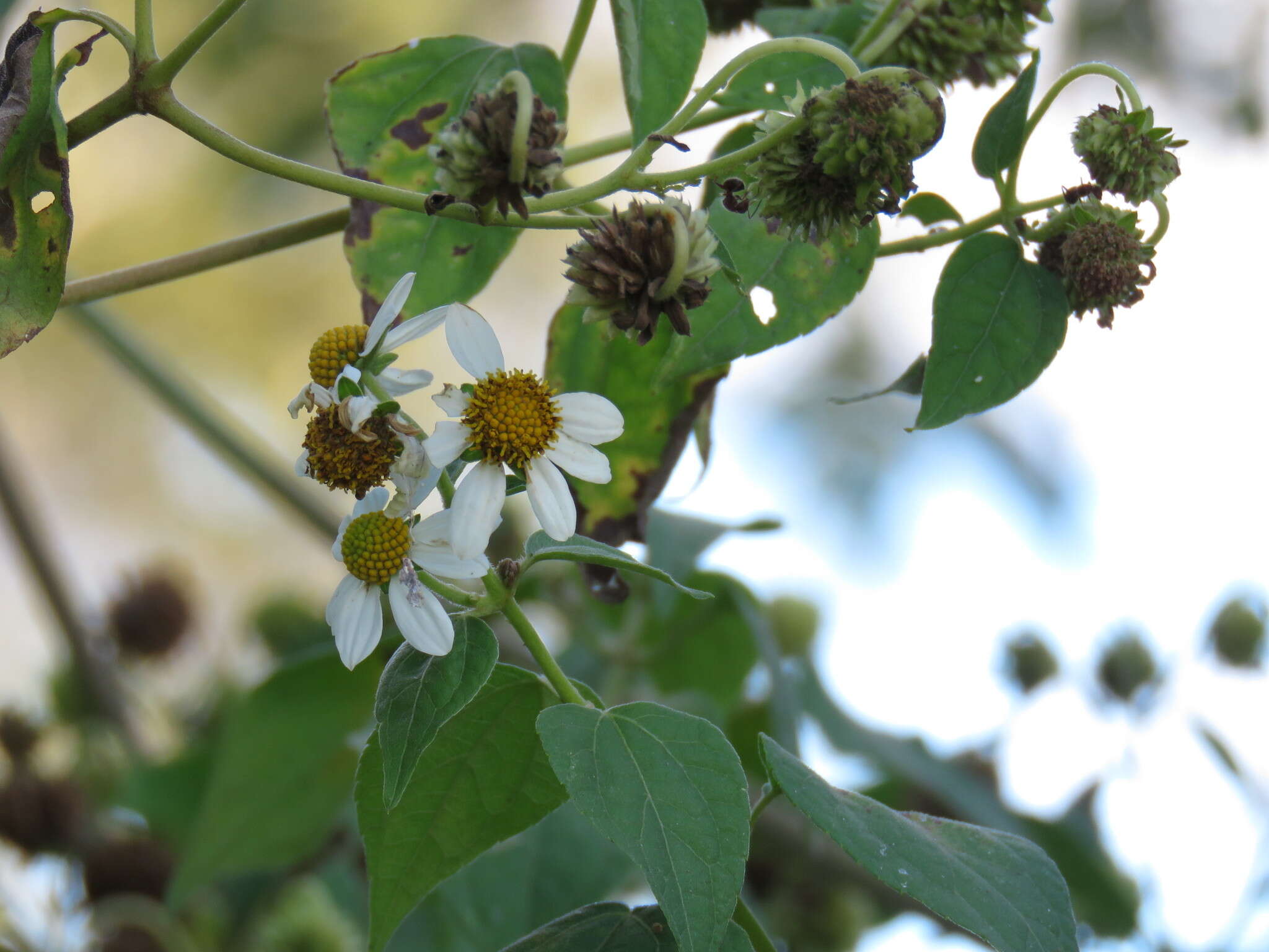 Image of Montanoa atriplicifolia (Pers.) Sch. Bip.