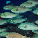 Image of Captain Parrotfish