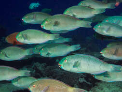 Image of Captain Parrotfish