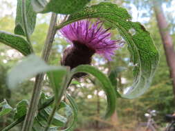 Image of lesser knapweed