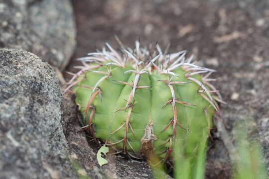 Image of Discocactus placentiformis (Lehm.) K. Schum.