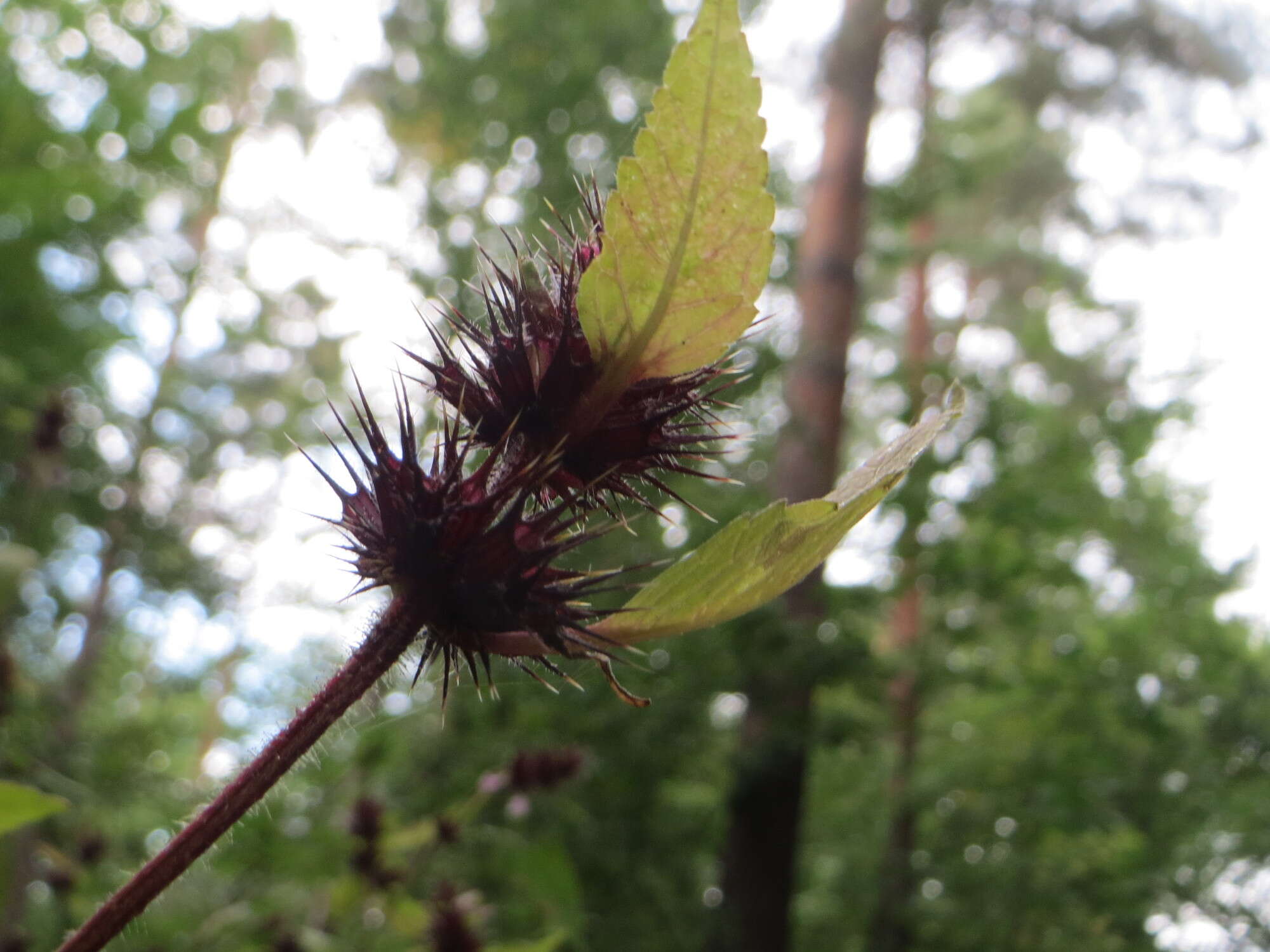 Image of Common hemp nettle