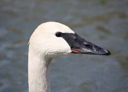 Image of Trumpeter Swan