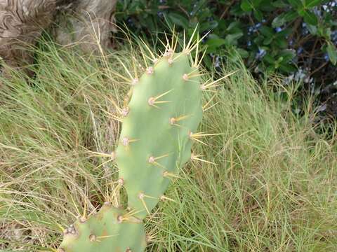 Image of Erect Prickly Pear