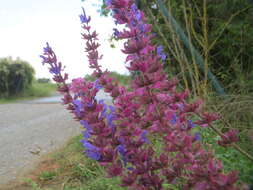 Imagem de Salvia nemorosa L.