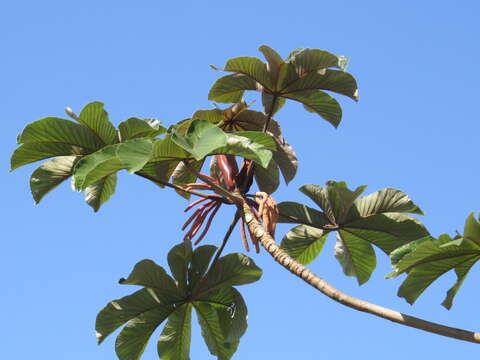 Image of Cecropia glaziovii Snethlage