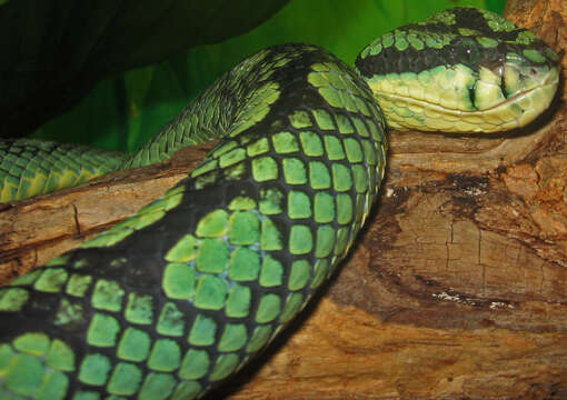 Image of Sri Lankan pit viper