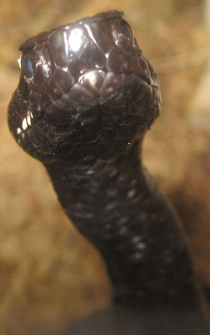 Image of Caucasian (Caucasus) Viper