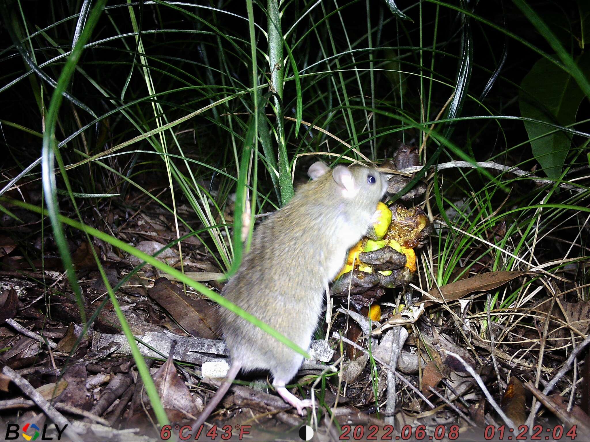 Image of Australian Pale Field Rat