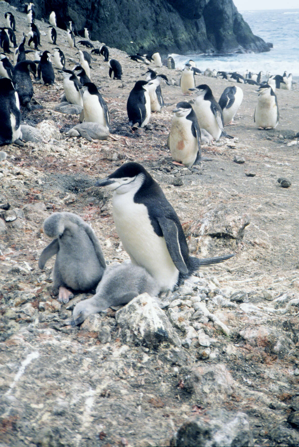 Image of Chinstrap Penguin