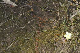 Image of Drosera intricata Planch.