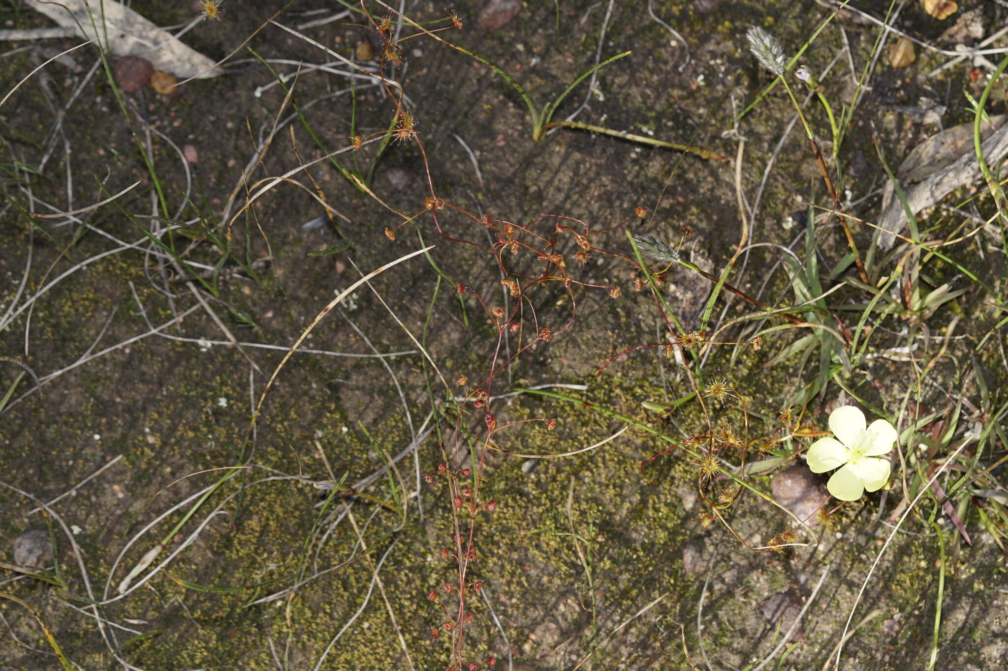 Image of Drosera intricata Planch.