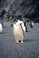 Image of Chinstrap Penguin