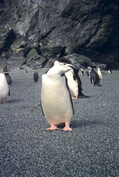 Plancia ëd Pygoscelis antarcticus (Forster & JR 1781)