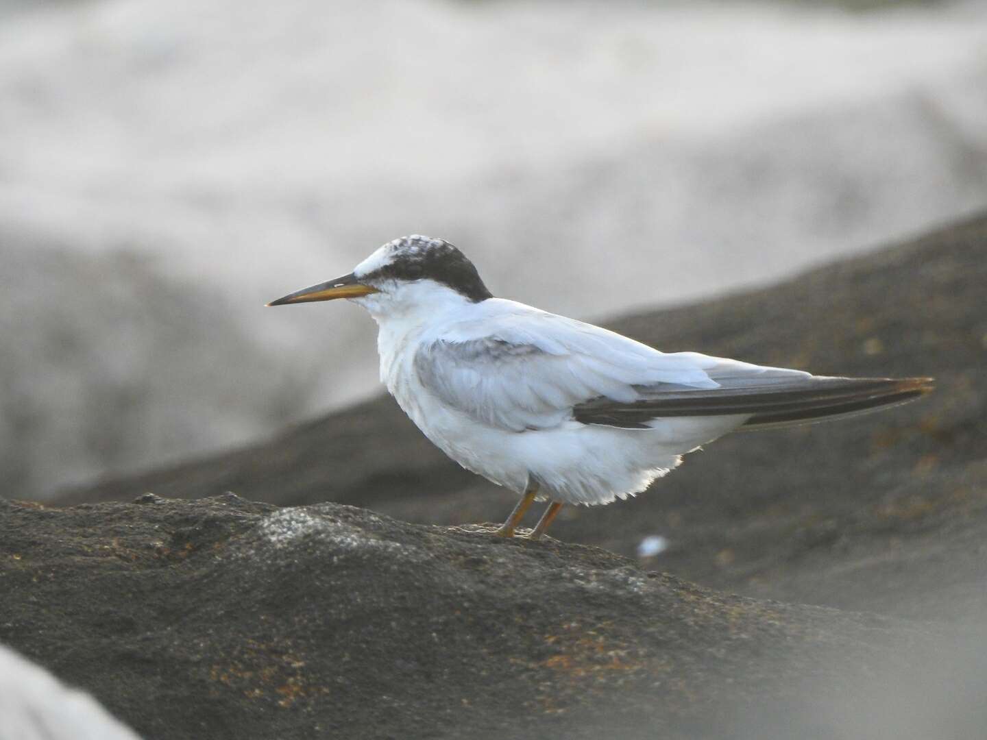 Image of Saunders's tern