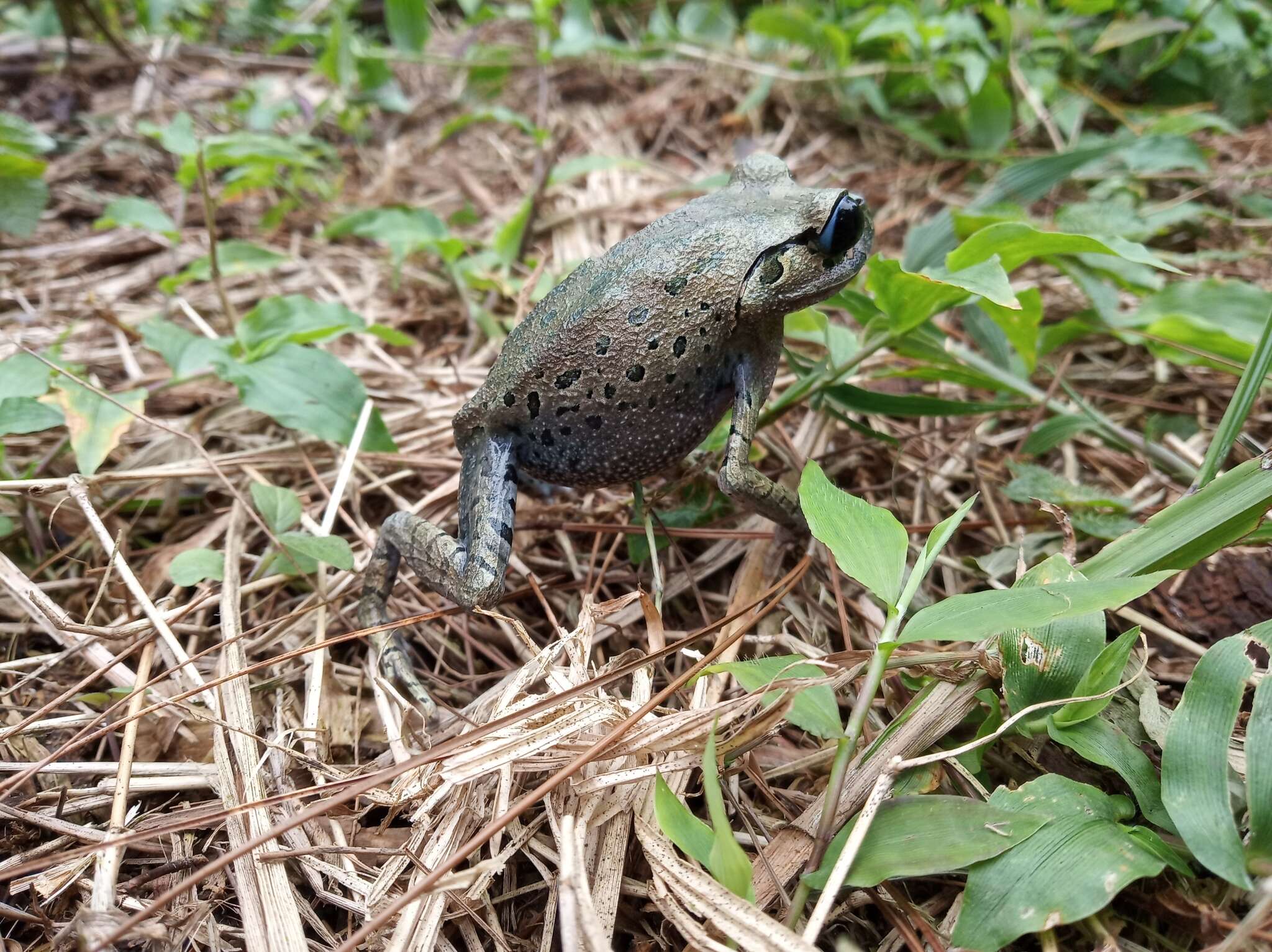 Image of Hasselt's Litter Frog