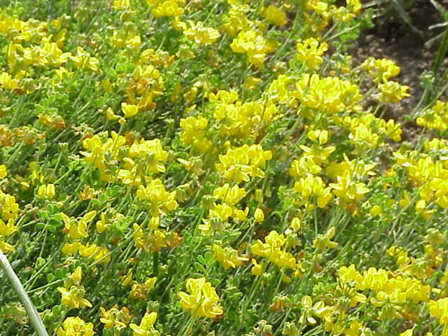 Plancia ëd Coronilla minima L.