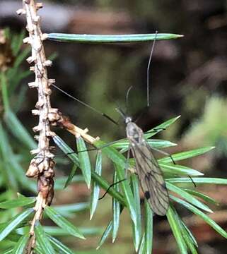 Image of Cramptonomyia