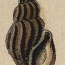 Image of Mangelia sicula Reeve 1846