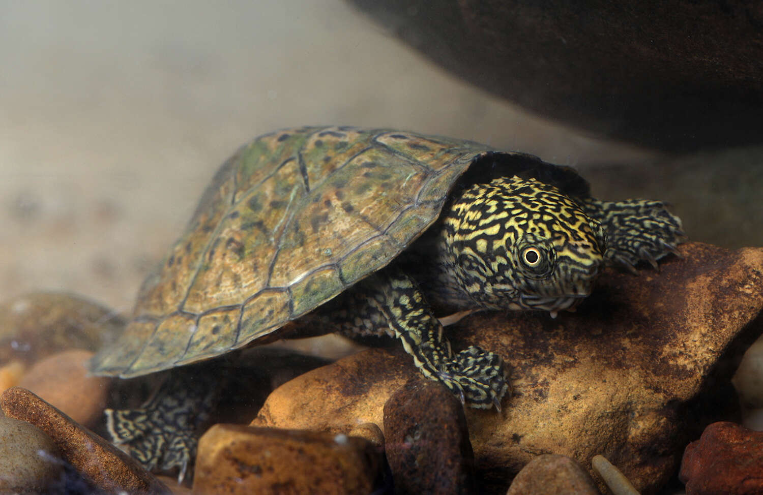 Image of Flattened Musk Turtle